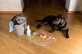 A sad and guilty dog lies next to a bucket and a sponge. The floor is soaped