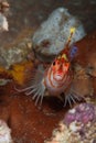 Sad hawkfish Royalty Free Stock Photo