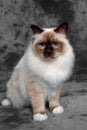 Sad Holy Birman cat sitting Royalty Free Stock Photo