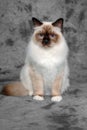 Sad Holy Birman cat sitting