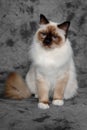 Sad Holy Birman cat sitting Royalty Free Stock Photo