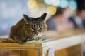 Sad homeless alone cat with a frightened look, lying on cage inshelter waiting for a home, for someone to adopt him Royalty Free Stock Photo