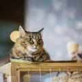Sad homeless alone cat with a frightened look, lying on cage in a shelter waiting waiting for a home, for someone to Royalty Free Stock Photo