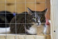 Sad homeless alone cat, looking out from cage behind bars in animal shelter waiting for someone to adopt him Royalty Free Stock Photo