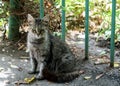 Sad homeless cat. The gray cat sits on the street. Royalty Free Stock Photo