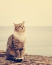 Sad homeless cat sitting on the beach. Royalty Free Stock Photo