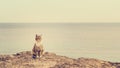 Sad homeless cat sitting on the beach. Royalty Free Stock Photo