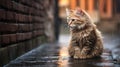 Sad homeless cat sitting on the street during the rain Royalty Free Stock Photo