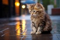 Sad homeless cat on the street under rain. Adopting an abandoned pet