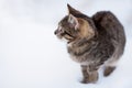 Homeless cat portrait, walking alone, cold winter day. Royalty Free Stock Photo