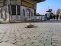 A sad homeless dog lies on the floor near the Ahmed III Fountain in Istanbul Turkey. Sleeping animal in the middle of the town Royalty Free Stock Photo