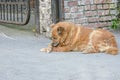 Sad homeless dog lies on the road