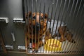 Sad homeless dog looking through fence at animal shelter. Royalty Free Stock Photo