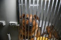 Sad homeless dog looking through fence at animal shelter. Royalty Free Stock Photo