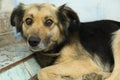 Sad homeless dog lying, closeup. Stray animal Royalty Free Stock Photo