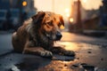 Sad homeless dog on the street under rain. Adopting an abandonded pet