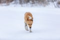 Sad homeless dog wandering in street during lonely cold winter morning. Anger and hunger in eyes