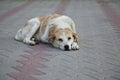 Sad homeless stray dog Royalty Free Stock Photo