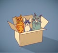 Sad homeless street pets cats in box color