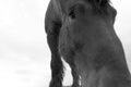 Sad horse portrait Royalty Free Stock Photo