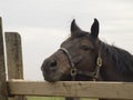 Sad Horse Portrait Royalty Free Stock Photo