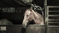 Sad horse in stall with tears