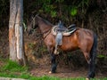 Sad Horse Tied to a Tree with Saddle