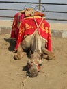 Sad and hungry indian camel sitting on the hill