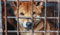 Sad and hungry stray dog in shelter cage, abandoned and longing for a home, behind old rusty grid Royalty Free Stock Photo