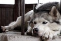 Sad husky dog with blue eyes lying and waiting for owner. Cute white and grey purebred husky. Dog`s devotion. Royalty Free Stock Photo