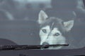 Sad Husky dog in car, cute pet. Dog waiting for walking before sled dog training and race Royalty Free Stock Photo