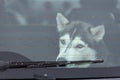 Sad Husky dog in car, cute pet. Dog waiting for walking before sled dog training and race Royalty Free Stock Photo