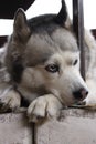 Sad husky dog with blue eyes lying and waiting for owner. Pensive dog. Royalty Free Stock Photo