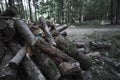 Shabby doll buried under logs in a dark forest