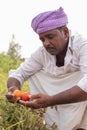 Sad Indian farmer looking into pest or insect attacked tomatoes at farmland - Concept of crop loss or damaged to grown