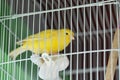 Canary in cage Royalty Free Stock Photo