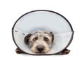 Sad Injured Dog Wearing Cone on White Royalty Free Stock Photo