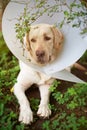 Sad injured labrador dog