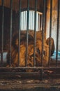 sad injured lion