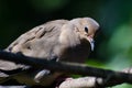 Sad and Introspective Mourning Dove Perched in a Tree