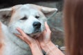 Sad japanese dog Akita inu portrait with young woman hands Royalty Free Stock Photo