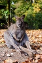 Sad Kangaroo Royalty Free Stock Photo