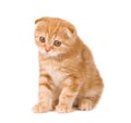 Sad kitten Royalty Free Stock Photo