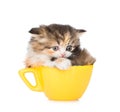 Sad kitten in large cup. isolated on white background Royalty Free Stock Photo