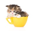 Sad kitten in large cup. isolated on white background Royalty Free Stock Photo