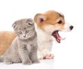 Sad kitten and Pembroke Welsh Corgi puppy together. isolated Royalty Free Stock Photo