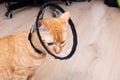 Sad kitten in a veterinary protective collar closeup