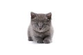 Sad kitten on a white background. Gray kitten sitting on a white background