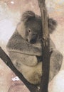 Sad koala on a leafless branch