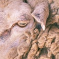 Sad kulunda breeding sheep. Meat and fur farm production. Animal head. Closeup portrait staring